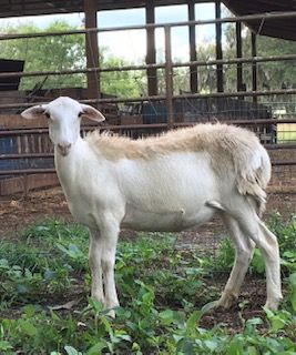 St Augustine Sheep