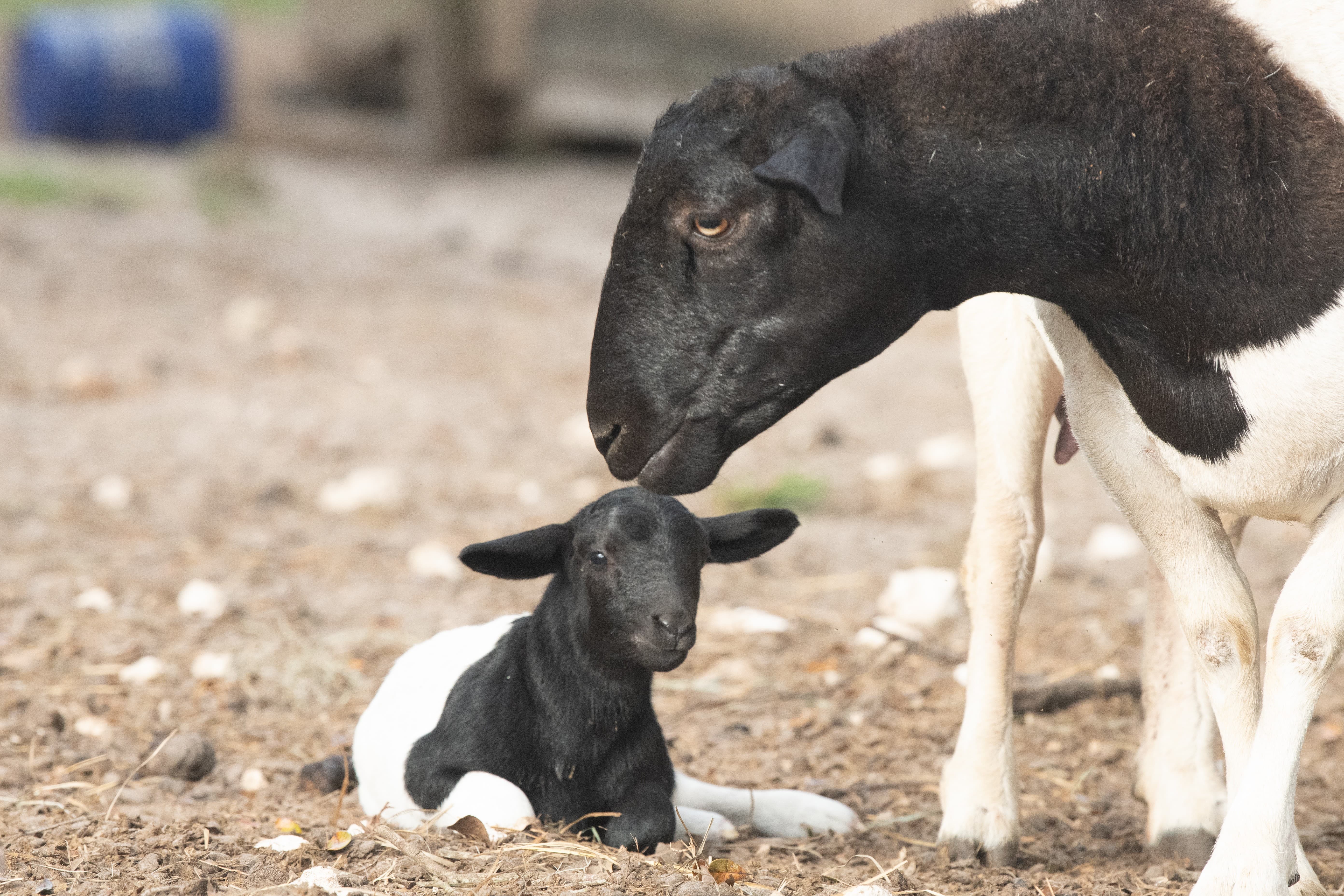 Dorper Sheep with a Lamb